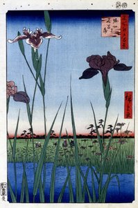 Wateriris - Japanse prent door Utagawa Hiroshige. Honderd gezichten van Edo door Ando or Utagawa Hiroshige