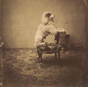 [Poedel van keizerin Eugénie], 1850s door Andre Adolphe Eugene Disderi