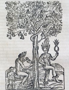 Nana fruit, tropische geneeskrachtige plant (gravure) door Andre Thevet