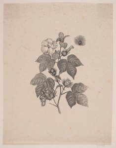Katoenplant door Andreas Flinch