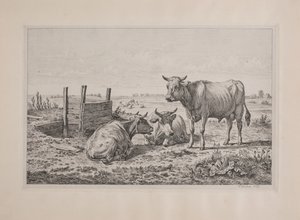 Een stier en twee koeien