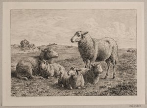 Schapen en lammeren op het veld