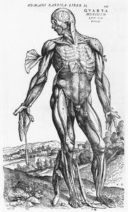 Anatomische studie, illustratie uit 
