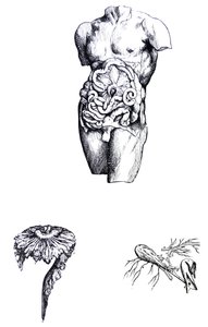 De platen uit het vijfde boek van de De Humani Corporis Fabrica door Andreas Vesalius