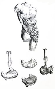 De platen uit het vijfde boek van de De Humani Corporis Fabrica