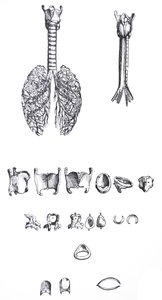 De platen uit het eerste boek van de De Humani Corporis Fabrica door Andreas Vesalius