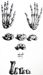 De platen uit het eerste boek van de De Humani Corporis Fabrica door Andreas Vesalius