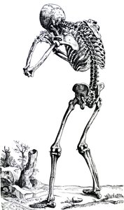 De platen uit het eerste boek van de De Humani Corporis Fabrica door Andreas Vesalius