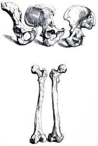 De platen uit het eerste boek van de De Humani Corporis Fabrica door Andreas Vesalius