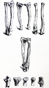 De Platen uit het Eerste Boek van de De Humani Corporis Fabrica door Andreas Vesalius