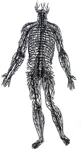 De Platen uit het Vierde Boek van de De Humani Corporis Fabrica door Andreas Vesalius