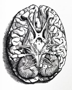 De platen uit het vierde boek van de De Humani Corporis Fabrica door Andreas Vesalius