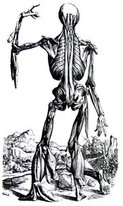 De platen uit het tweede boek van de De Humani Corporis Fabrica door Andreas Vesalius