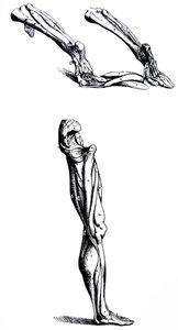 De platen uit het tweede boek van De Humani Corporis Fabrica door Andreas Vesalius