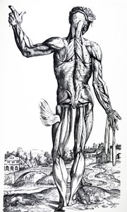 De platen uit het tweede boek van de De Humani Corporis Fabrica