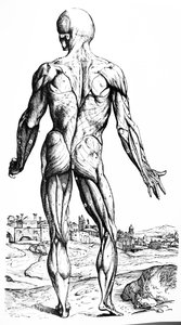 De Platen uit het Tweede Boek van de De Humani Corporis Fabrica