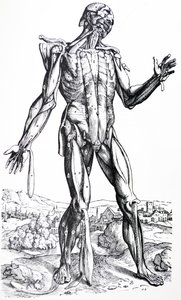 De platen uit het tweede boek van de De Humani Corporis Fabrica