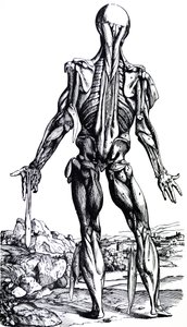 De Platen uit het Tweede Boek van de De Humani Corporis Fabrica door Andreas Vesalius