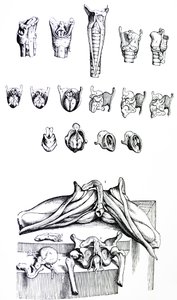 De Platen uit het Tweede Boek van de De Humani Corporis Fabrica door Andreas Vesalius