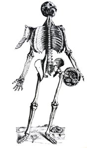 De Platen uit het Zevende Boek van de De Humani Corporis Fabrica door Andreas Vesalius