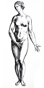 De platen uit het zevende boek van de De Humani Corporis Fabrica door Andreas Vesalius
