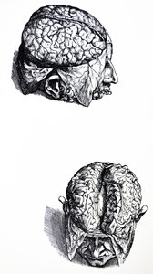 De platen uit het zevende boek van de De Humani Corporis Fabrica door Andreas Vesalius