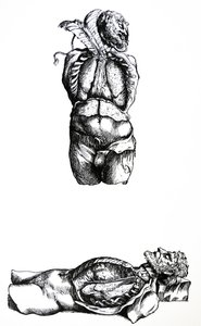 De platen uit het zesde boek van de De Humani Corporis Fabrica door Andreas Vesalius