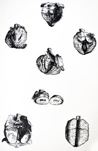 De platen uit het zesde boek van de De Humani Corporis Fabrica door Andreas Vesalius