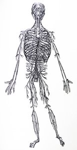 De Platen uit het Derde Boek van de De Humani Corporis Fabrica door Andreas Vesalius