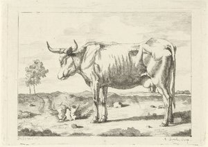 Koe in de weide