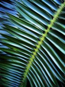 Weelderig palmbladpatroon door Angelo Cerantola