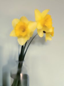 Zachtgele narcissen door Angelo Cerantola