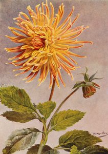 Cactus Dahlia Mrs H L Brousson, Kleur, vaal, met een zweem van scharlakenrood door Angelo Fairfax Muckley