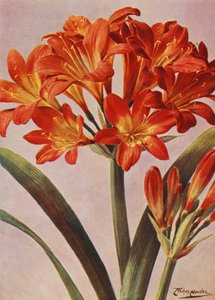 Clivia Miniata, lang bekend als Imantophyllum Miniatum
