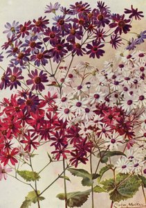 Ster Cineraria