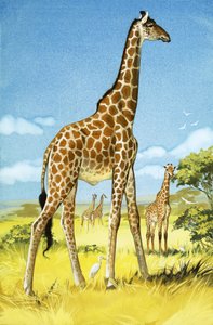 Giraffen