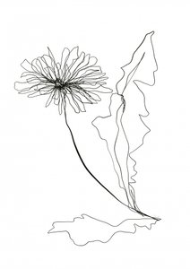 Lijntekening van een paardenbloem