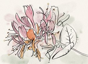 Zachte kamperfoeliebloemen