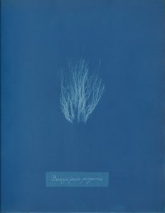 Bangia fusco-purpurea, ca. 1853 door Anna Atkins