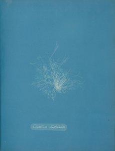 Ceramium diaphanum, ca. 1853 door Anna Atkins