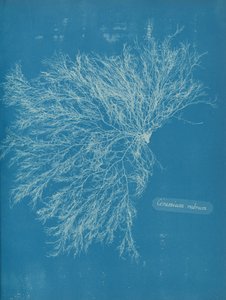 Ceramium rubrum, ca. 1853 door Anna Atkins