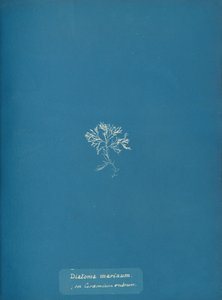 Diatoma marinum op Ceramium rubrum door Anna Atkins