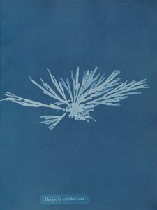 Dictyota dichotoma, ca. 1853