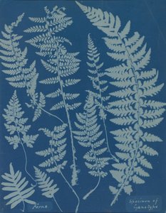 Varens. Specimen van cyanotype door Anna Atkins
