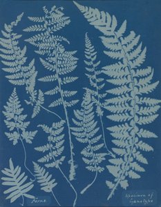 Varens. Specimen van Cyanotype, 1840s door Anna Atkins