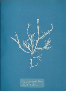 Fucus æruginosus Turner. Med. Zee Sisbon Nieuw voor Groot-Brittannië, ca. 1853 door Anna Atkins