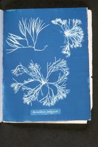 Furcelleria fastigiata, uit 