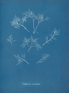 Gelidium corneum, ca. 1853 door Anna Atkins