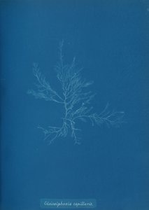 Gloisiphonia capillaris, ca. 1853 door Anna Atkins