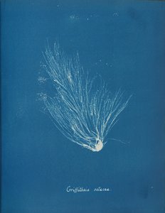 Griffithsia setacea, ca. 1853